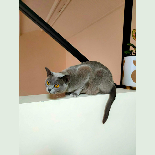 Photo of Nancy & Violet   In Foster Care In Avondale Height