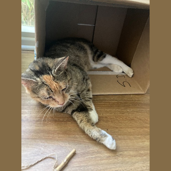 Photo of Marmalade