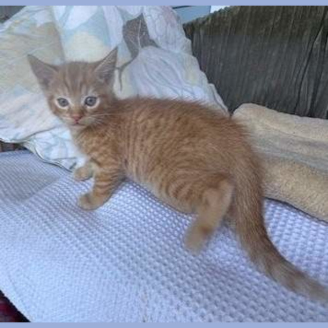 Photo of Charlie (Was Nutmeg)