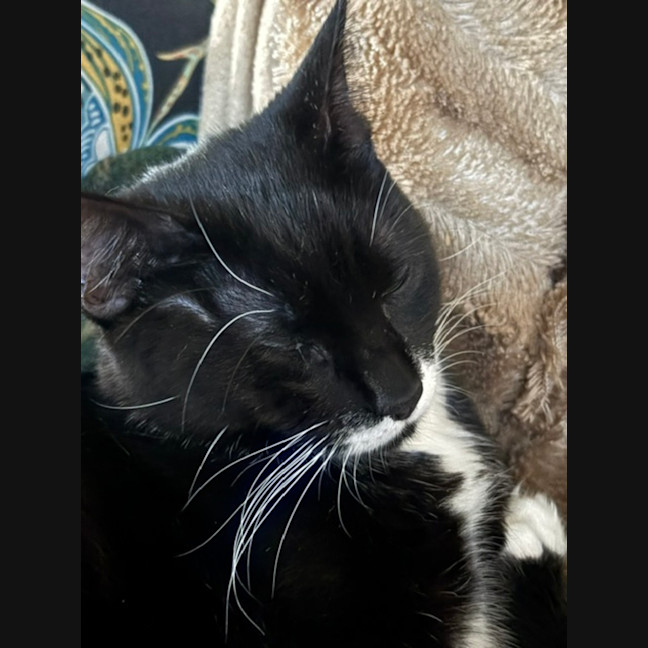 Photo of Bolly