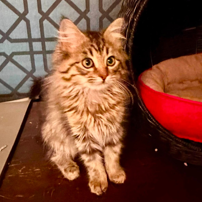 Photo of Firecracker   In Foster Care In Templestowe