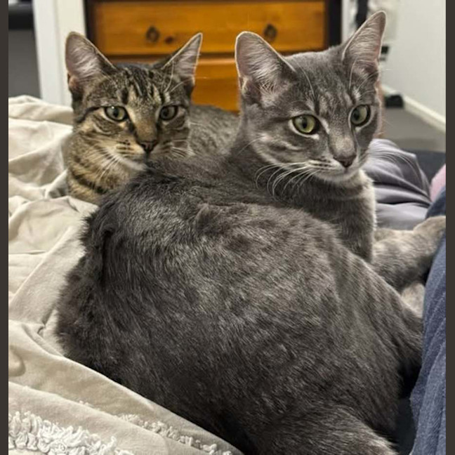 Photo of Cupcake And Muffin 