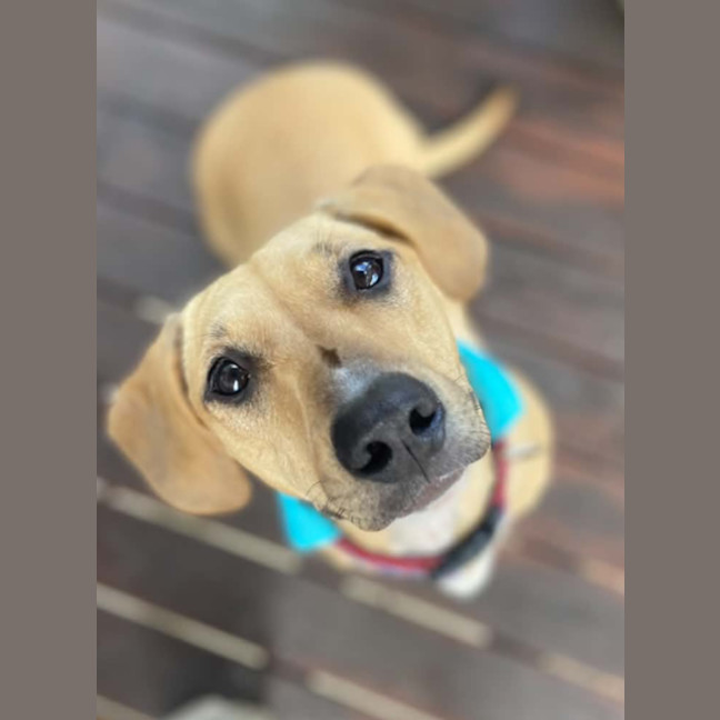 Photo of Daisy
