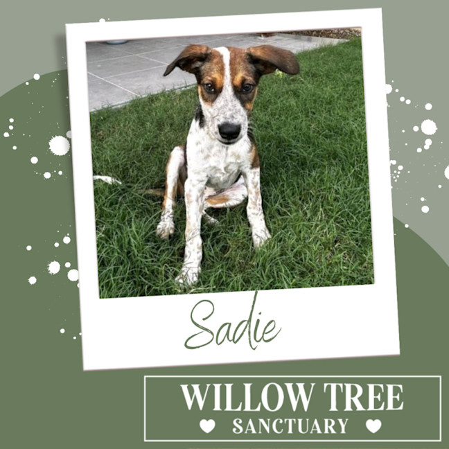 Photo of Sadie