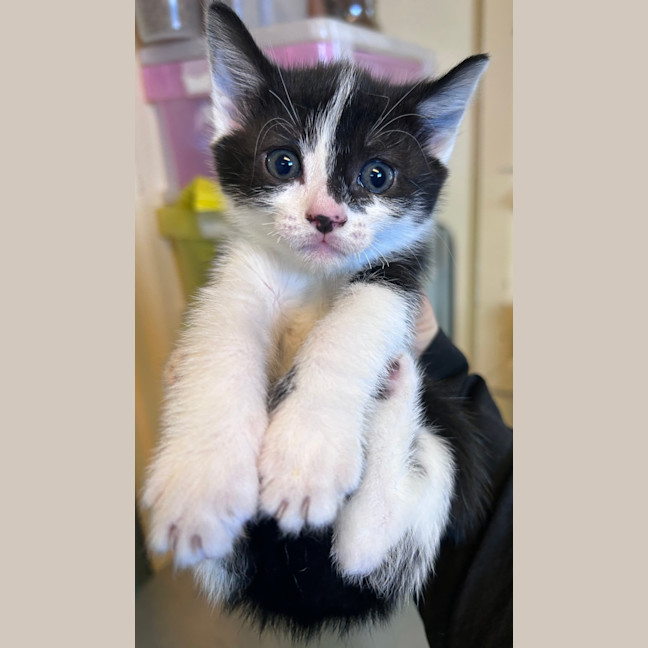 Photo of Oreo