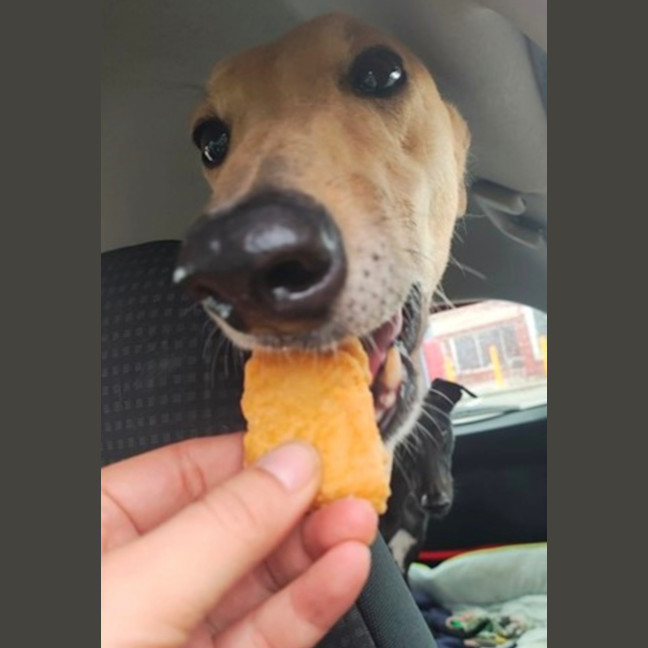 Photo of Goldie