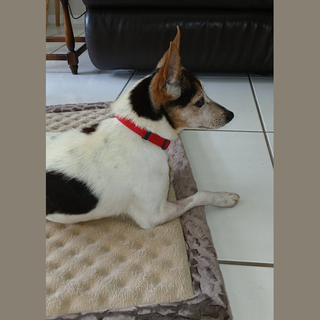 Photo of Raj   11 Year Old Tenterfield Terrier