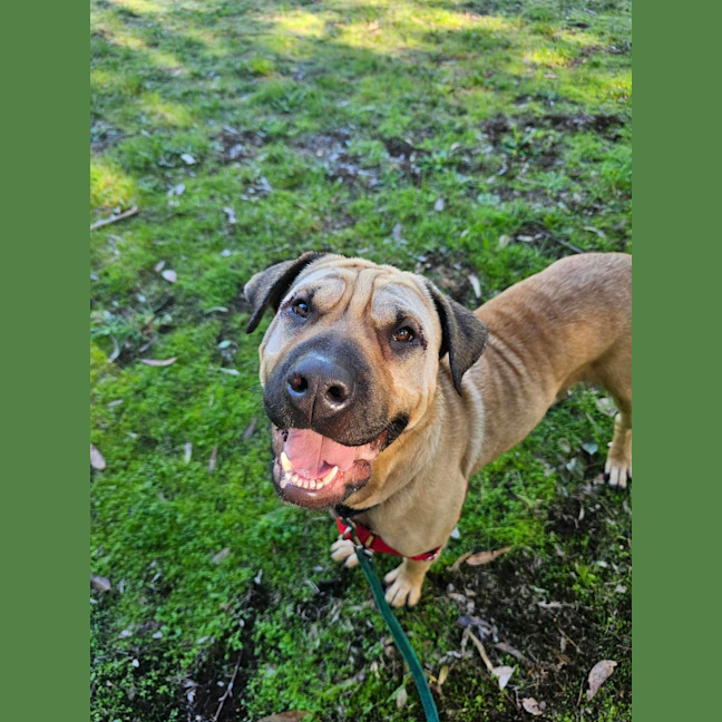 Photo of Gypsy