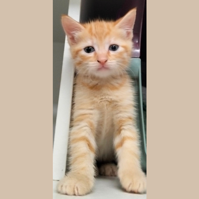 Photo of Freyja