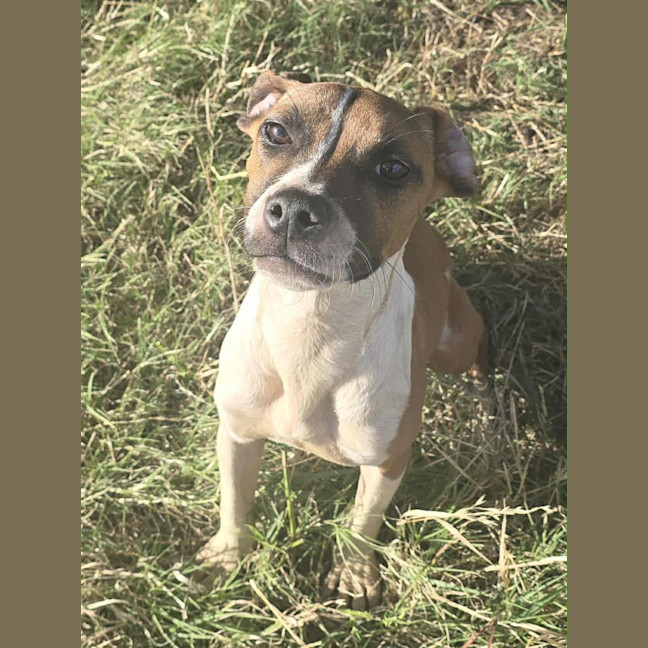 Photo of Kailey   5 Month Old Staffy X