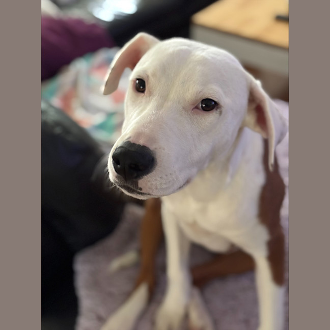 Photo of Ziggy