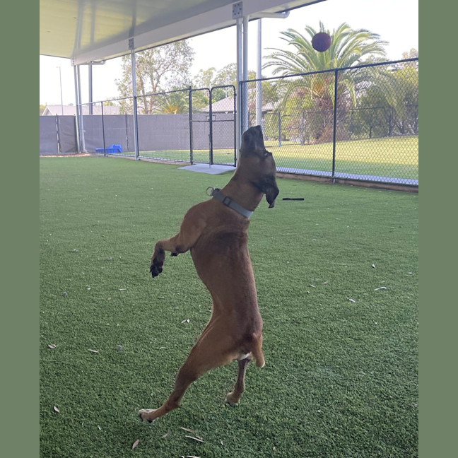 Photo of Diesel