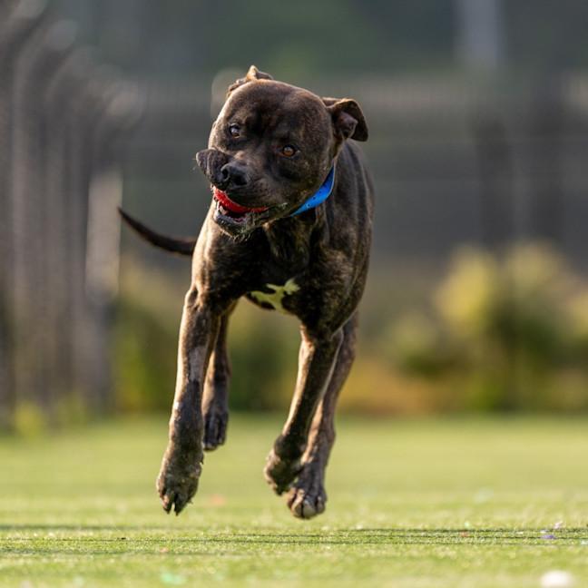 Photo of Peter Imp 888