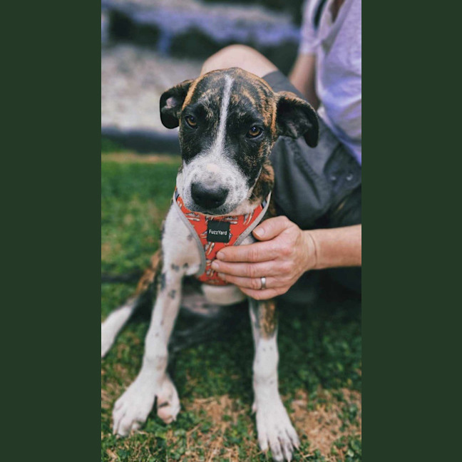 Photo of Sundae