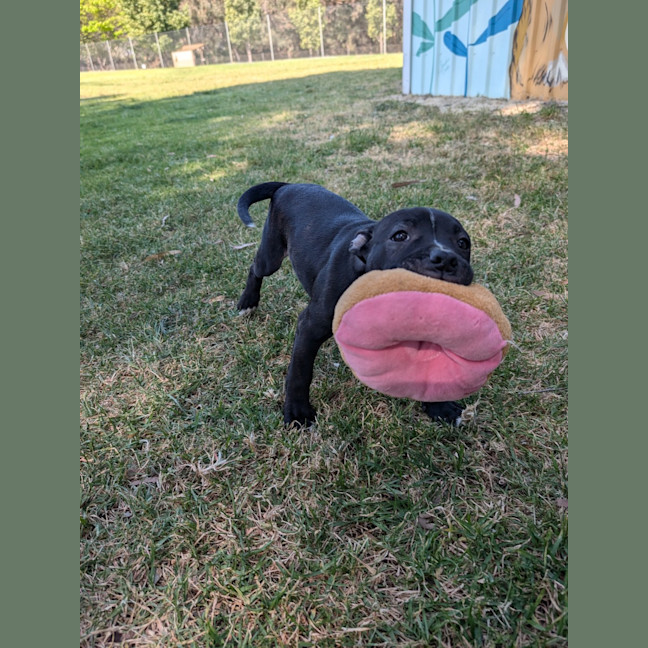Photo of Chewie (Philip)