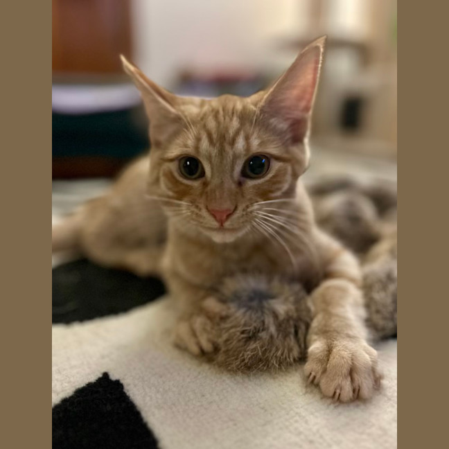 Photo of George   Located In Lower Plenty