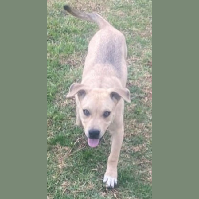 Photo of Zayne ~ 4 Month Old Male Staffy X