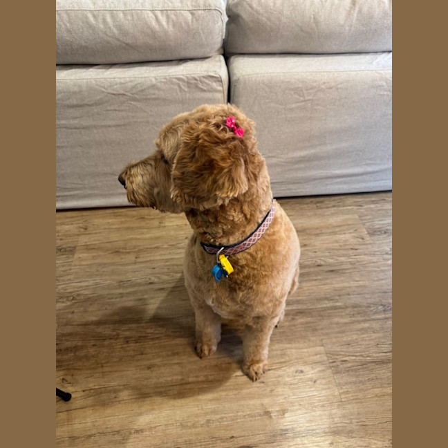 Photo of Ziggy