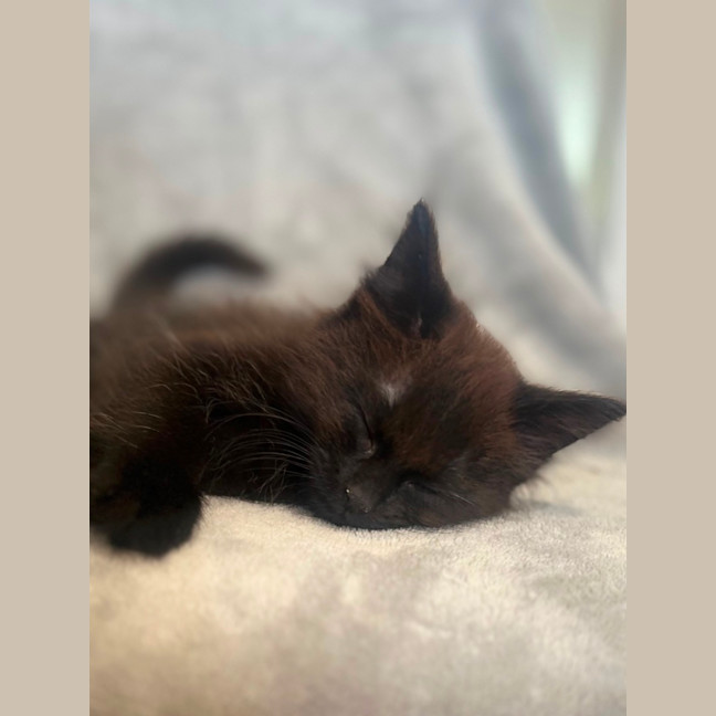 Photo of Onyx