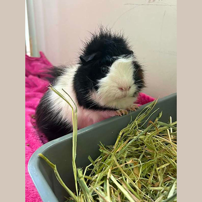 Photo of Gus
