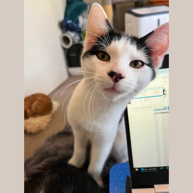 Photo of Sam Sam *9 Lives Project Rescue*