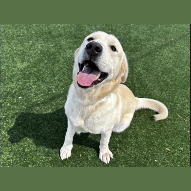 Photo of Archer Imp 244