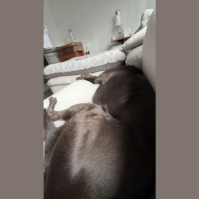 Photo of Ziggy