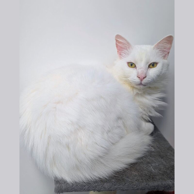 Photo of Snowball
