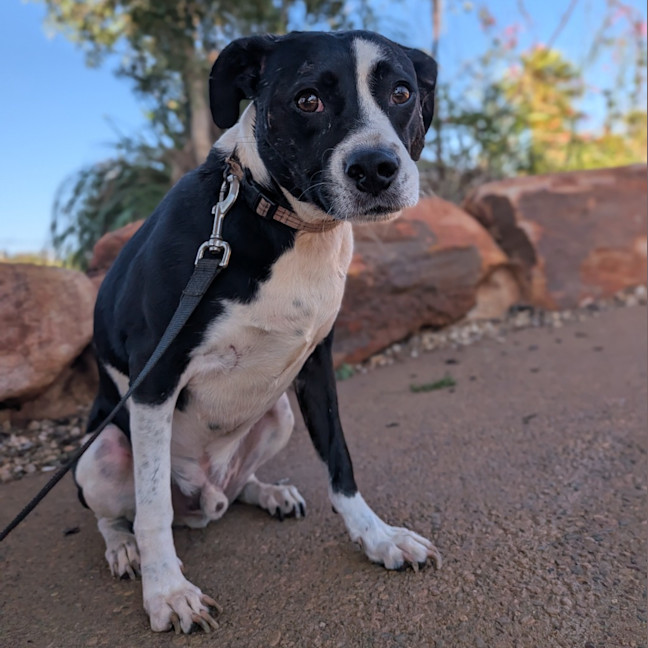 Photo of Gidgy (Buster)