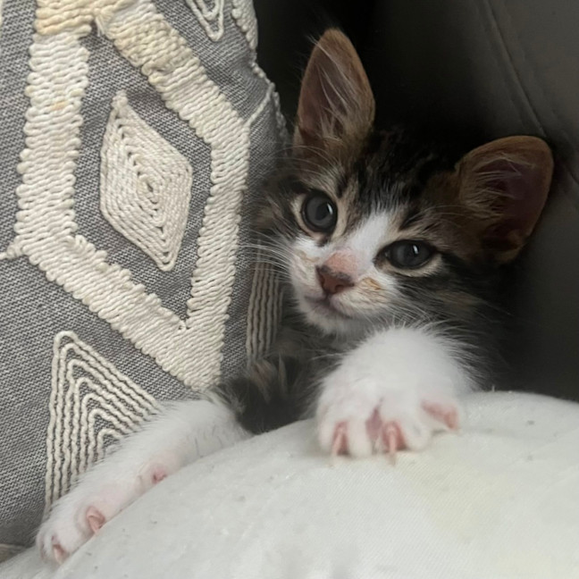 Photo of Tommy 🧸