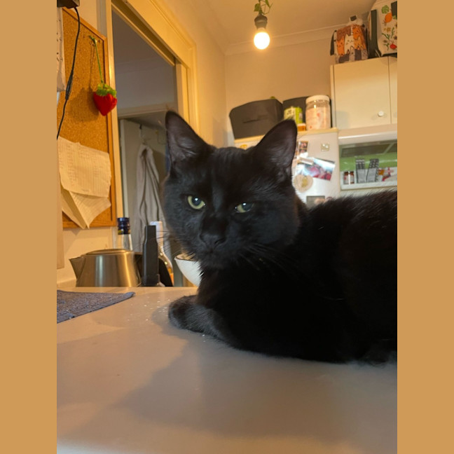 Photo of Shadow