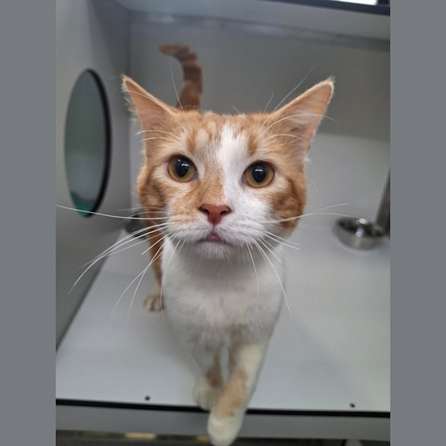 Photo of Shawn Mendes