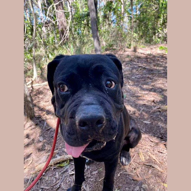 Photo of Julie *$350 Adoption Fee*