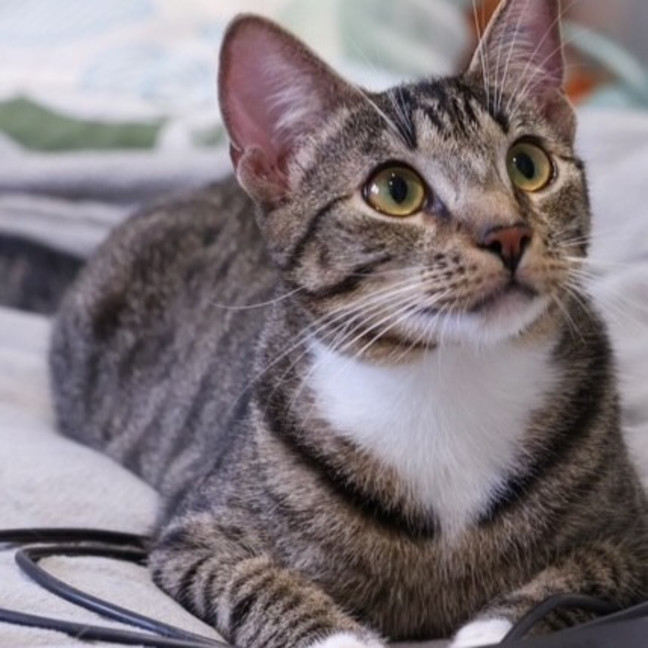 Photo of Benji