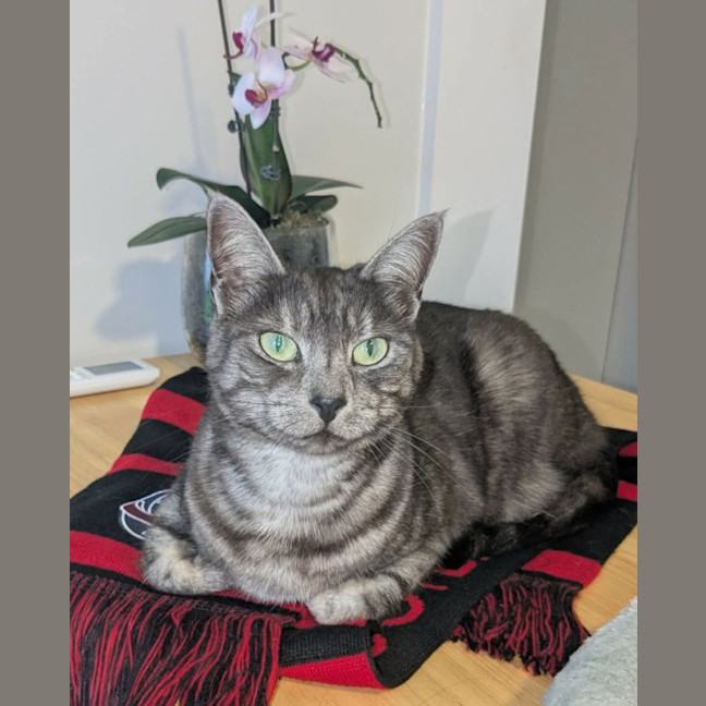 Photo of Smokey 