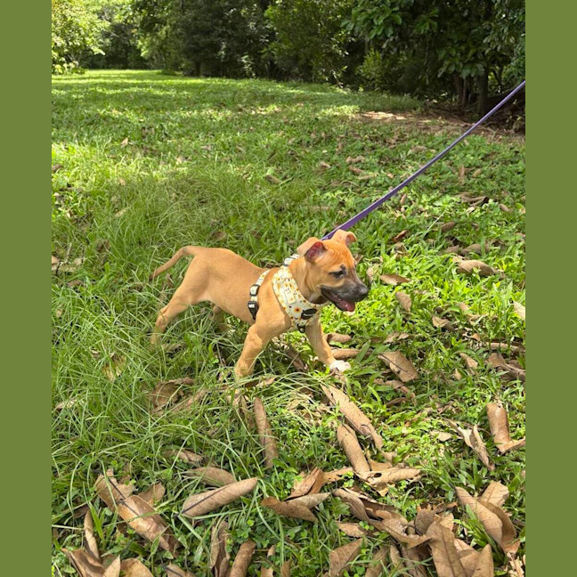 Photo of Astor