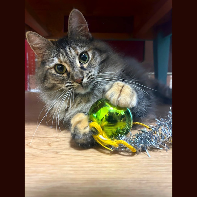 Photo of Fluffy