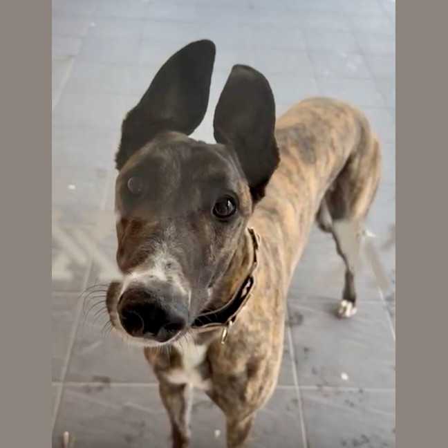 Photo of Clay, The Greyhound