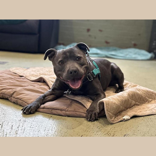 Photo of Buster