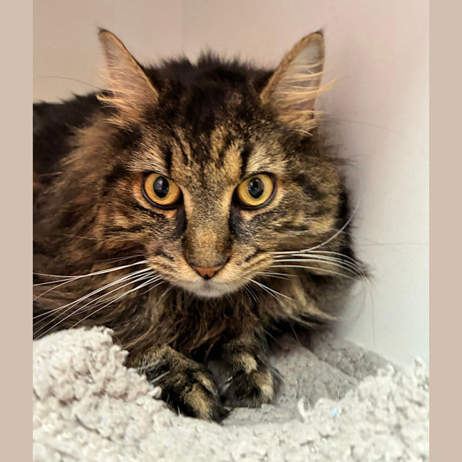 Photo of Simba