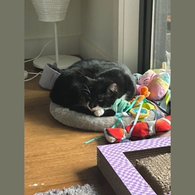 Photo of Peppa