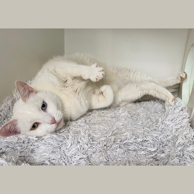Photo of Snowy