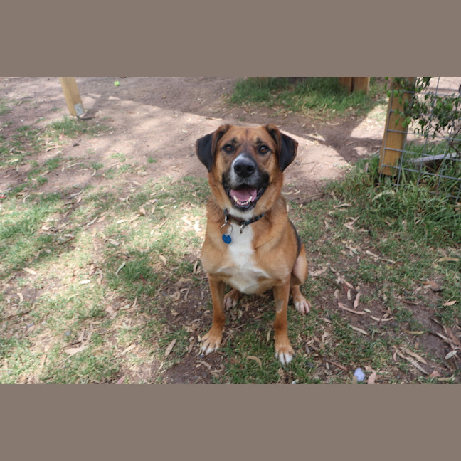 Photo of Tulip