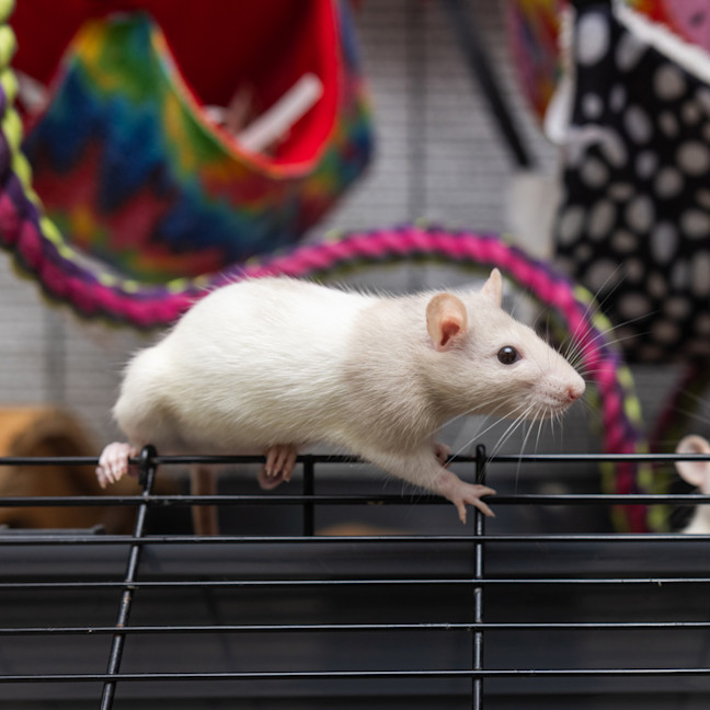 Photo of Sweetie Pie