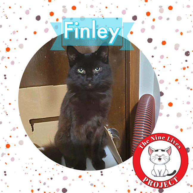 Photo of Finley *9 Lives Project Rescue*