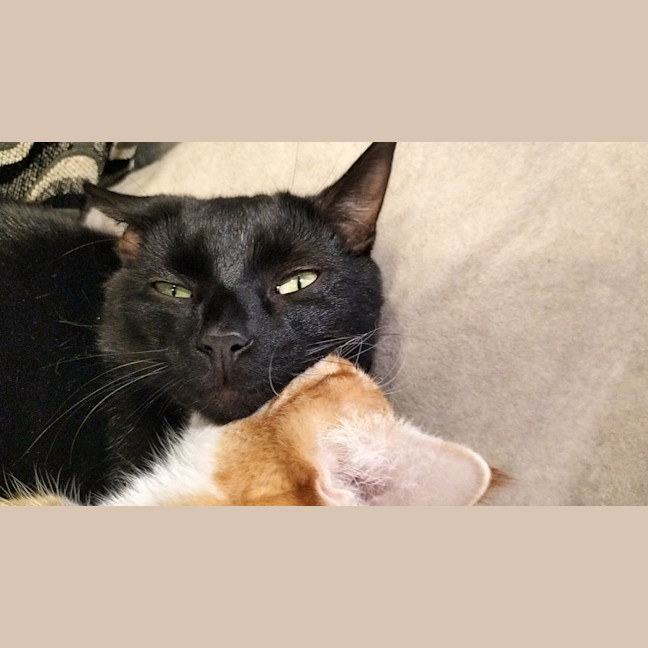 Photo of Bagheera