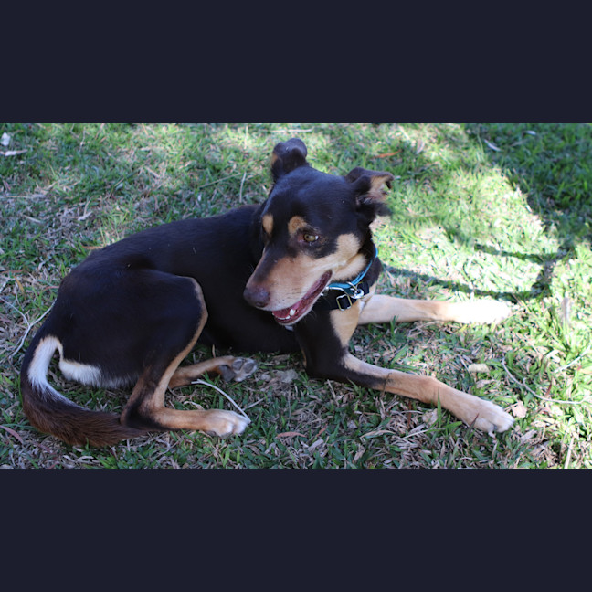 Photo of Rex