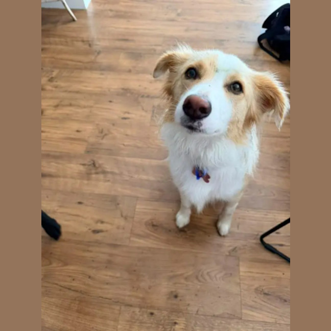 Photo of Willow
