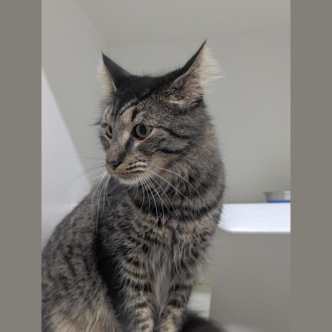 Photo of 🩵 Kovu 6979 🩵