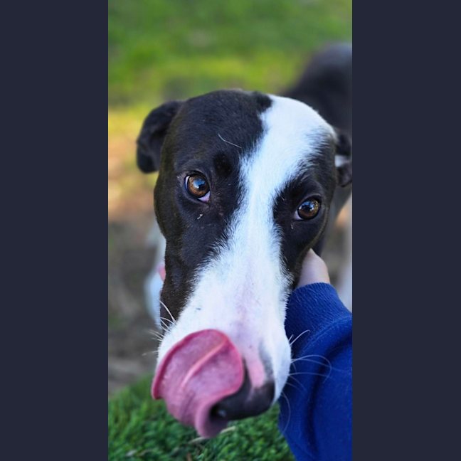 Photo of Tippa